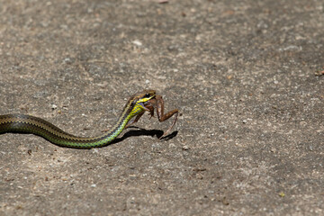 snake eating frog