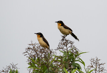 Birds