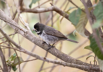 songbird on a branch