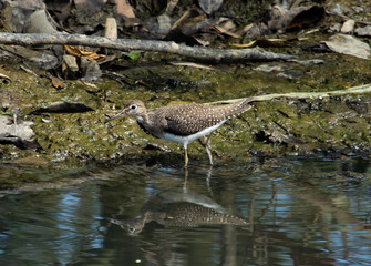 sandpiper
