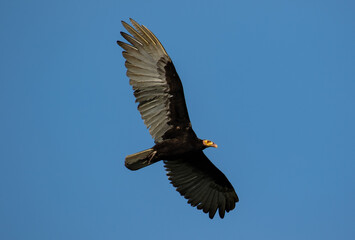 vulture in flight