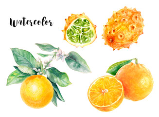 Watercolor Citrus and Exotic Fruits Illustration for artistic backgrounds and botanical designs