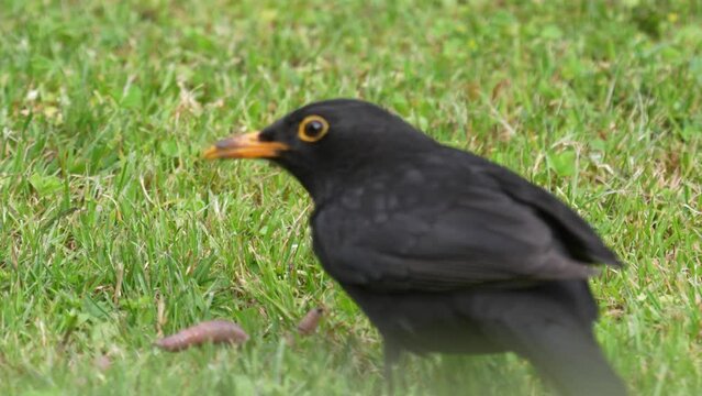 a blackbird , turdus merula, on the green lawn is looking for food and found a worm