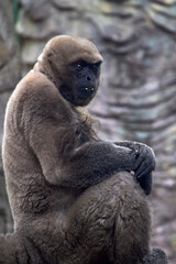 Primate Pondering Problems looking his environment
