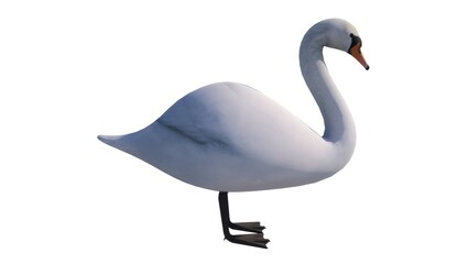 White background waterfowl illustration, feathered winged animal