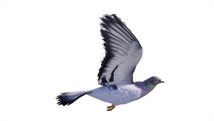 White background waterfowl illustration, feathered winged animal