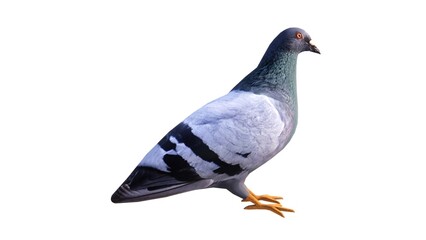 White background waterfowl illustration, feathered winged animal