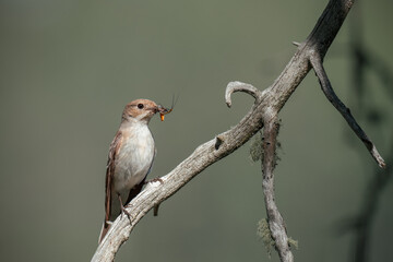 Pied Flycatcher (Ficedula hypoleuca) bringing food for chicks