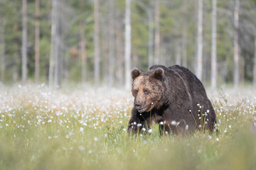 Big male Brown bear (Ursus arctos) is walking on a Finnish bog in the middle of the cotton grass