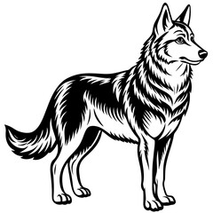 wolf isolated on white