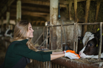 A smiling young woman on a farm takes care of calves in a stall.