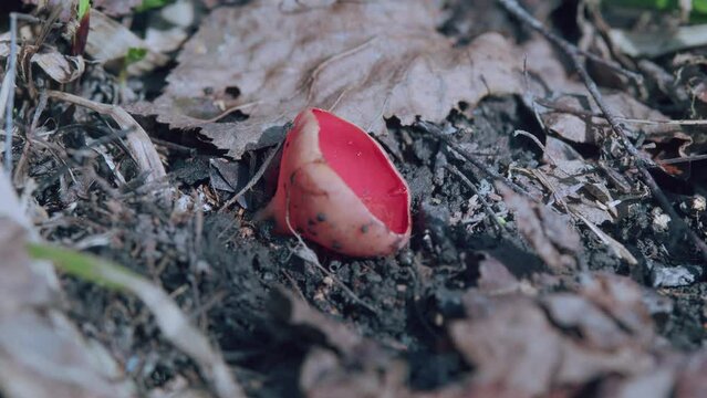 Red Mushroom Scarlet Elf Cup Or Sarcoscypha Sp. First Spring Mushroom Grows In Wild. Beautiful Macro Shot Of Spring Forest. Gimbal Stabilize.