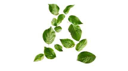 Letter A Made with Leaves, PNG File, Transparent Background, Isolated on White