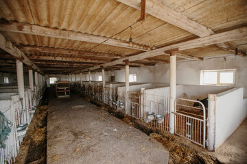 Interior of stables for calves.