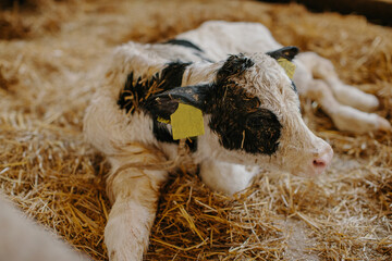 A cute newborn calf lies in the straw. calf lies in straw inside a dairy farm in a barn. A newborn calf lies on a bed of straw © dsheremeta