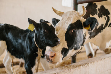 A cow and a newborn calf on a farm. The calf snuggled up to its mother. © dsheremeta