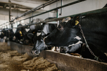 Cows on the farm. Dairy cows in the cowshed.