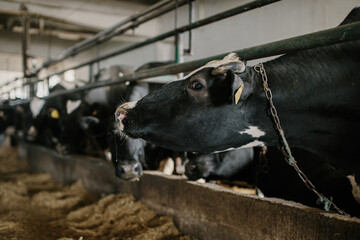 Dairy cows in a cowshed during their feeding.