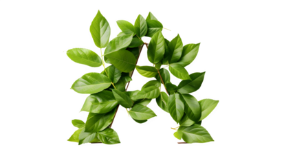 Letter A Made with Leaves, PNG File, Transparent Background, Isolated on White