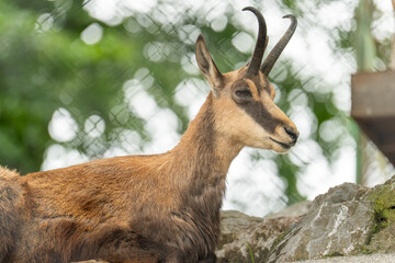 deer in the woods