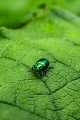 Blattkäfer - Chrysomelinae