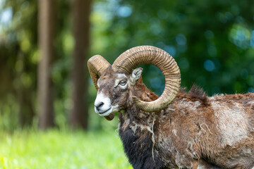 close up of a sheep