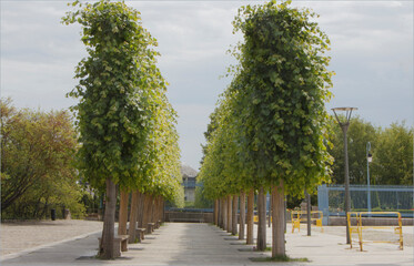 Fototapeta premium Row of trees along a concrete pathway