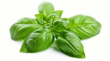 Obraz premium Fresh basil leaves with a vibrant green color and a slightly glossy texture, placed on a smooth white surface