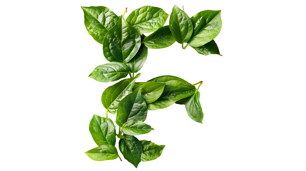 Letter F Made with Leaves, PNG File, Transparent Background, Isolated on White