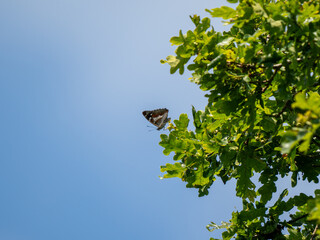 Purple Emperor Butterfly Resting at the Top of an Oak Tree