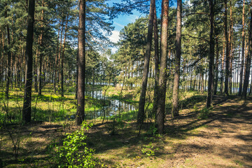 Zalew Sulejowski - południowo wschodni brzeg © Krzysztof
