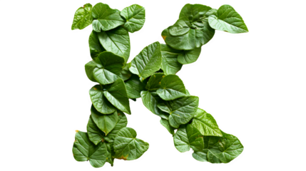 Letter K Made with Leaves, PNG File, Transparent Background, Isolated on White