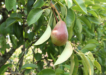 Pears isolated in the garden