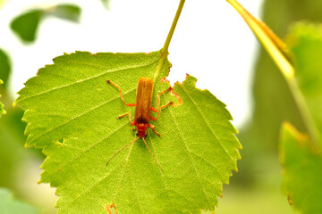 A soft beetle sits on a leaf. View from above.