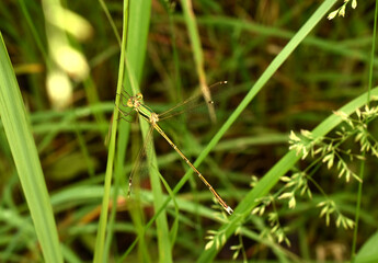 A green dragonfly resting on the grass.