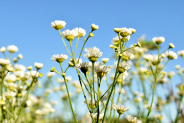 Obraz premium Beautiful blurred white cutter flowers and blue sky background. High quality photo