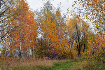 Beginning of autumn. The leaves on the trees and the grass around them turned yellow.