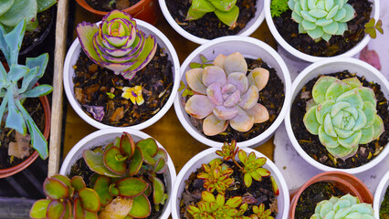 Closeup Potted various succulent plants on deck top view. Group of succulents cactus in a pot, succulents background. Rectangular arrangement of succulents. Succulents closeup