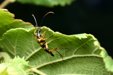 Fototapeta premium Longhorn Beetle Strangalia attenuata on white blossom. High quality photo
