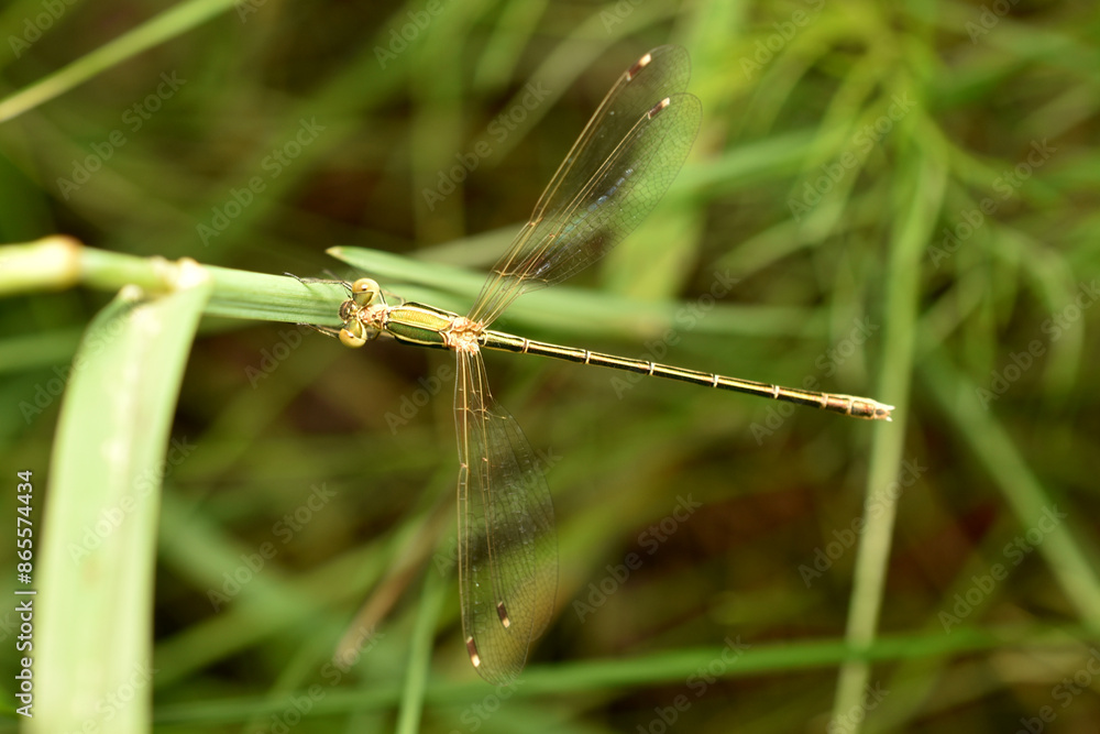 Wall mural when dragonflies eat their siblings. high quality photo