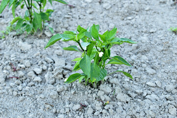 Farm. A bell pepper bush bloomed with white flowers in the garden.