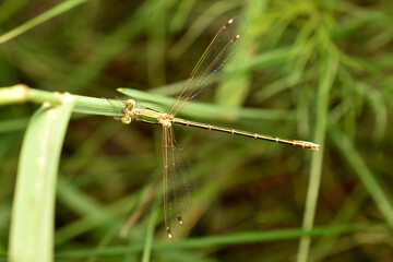 when dragonflies eat their siblings. High quality photo