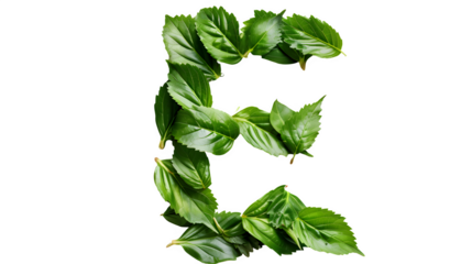 Letter E Made with Leaves, PNG File, Transparent Background, Isolated on White