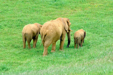 A group of elephants are walking through a grassy field.