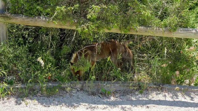 close-up of a wild Iberian Red Fox (Zorro, Vulpes Vulpes Silacea) eating, under shade of bushes