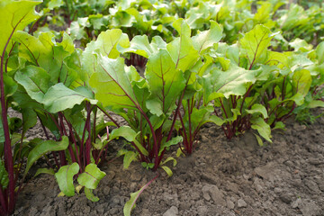 young red beets grow in the field. plants in the garden.