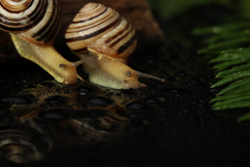 Small Garden banded snail in the rainy forest. Natural background 