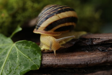Small Garden banded snail in the rainy forest. Natural background 