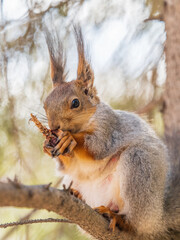 The squirrel with nut sits on a branches in the spring or summer.