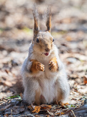 Squirrel in autumn or spring with nut on the green grass with fallen yellow leaves